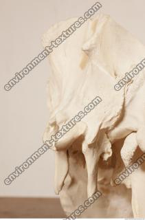 photo reference of skull 0047
